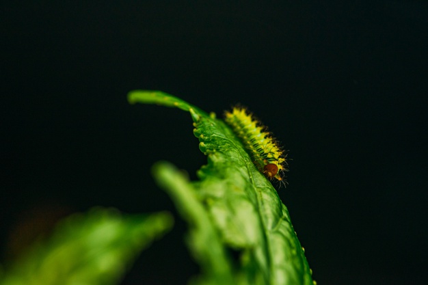 ฝันเห็นหนอน 2 closeup shot caterpillar green leaf 181624 33514 1