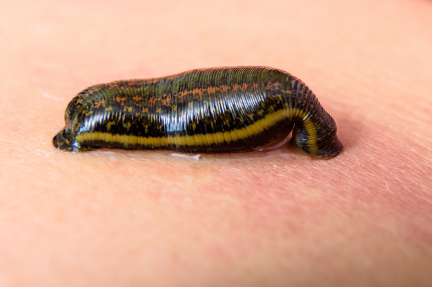 ฝันเห็นปลิง 2 tropical land leech sucking some blood from skin 181242 120
